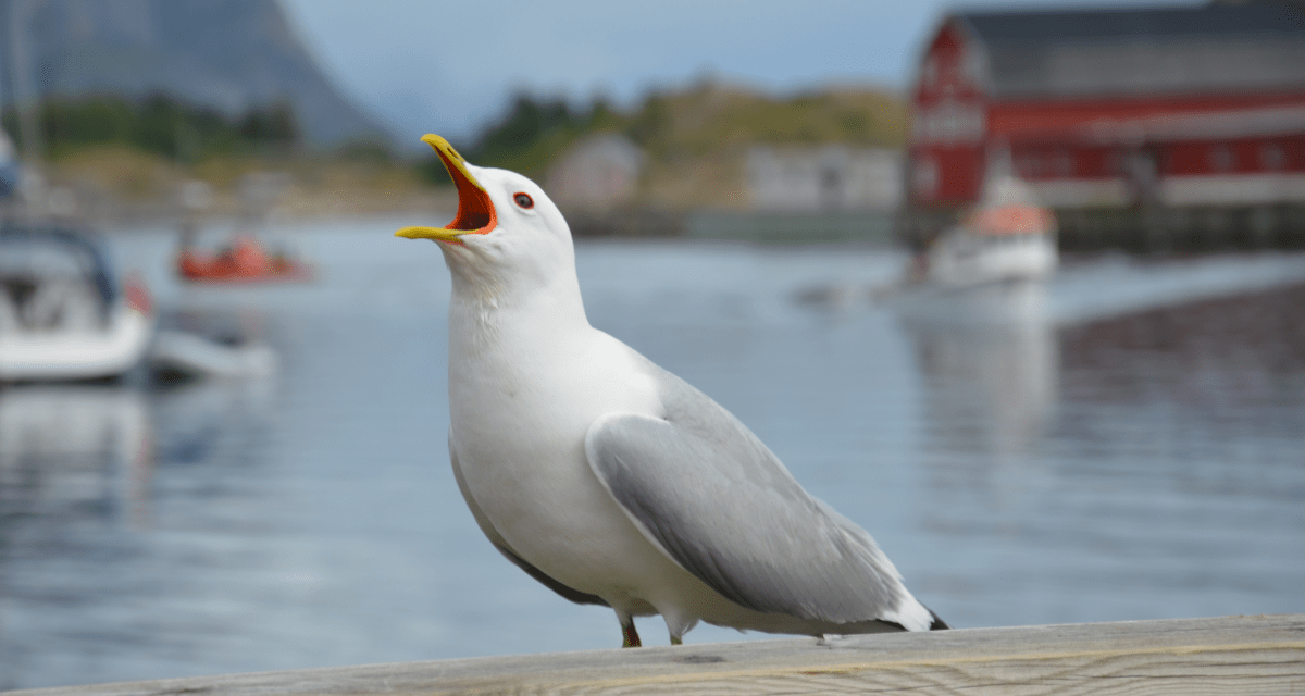 Har du et sterkt engasjement for fiskerinæringen?